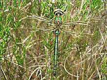 Male Brilliant Emerald Dragonfly - Red Kite Tours